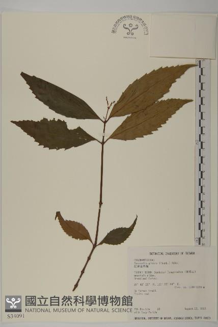 草珊瑚、紅果金粟蘭藏品圖，第1張