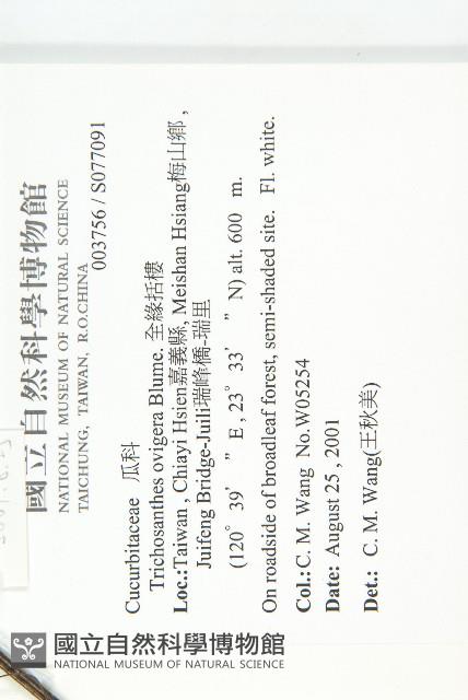 槭葉括摟藏品圖，第2張