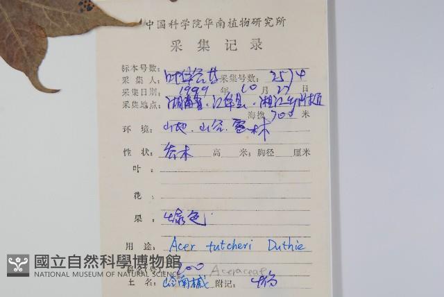 嶺南槭藏品圖，第2張