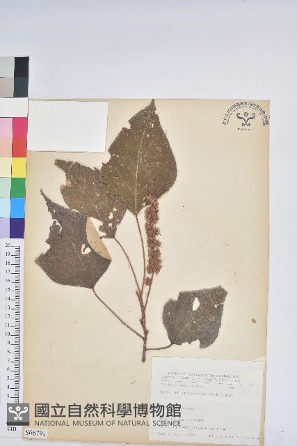 白匏子藏品圖，第1張