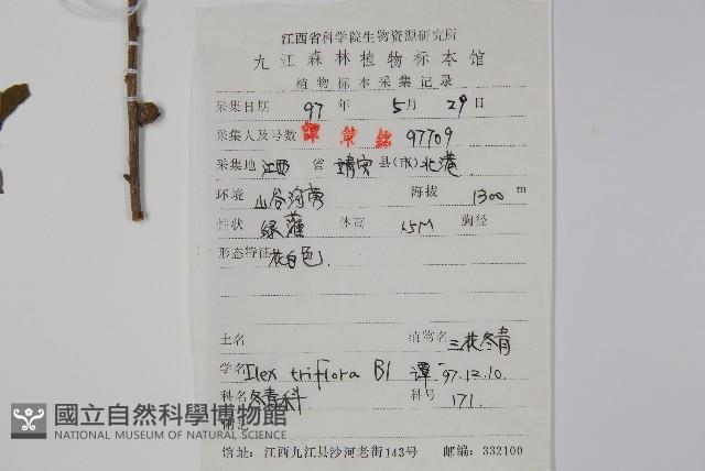 三花冬青藏品圖，第2張