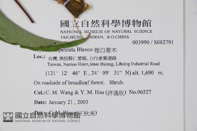 裡白蔥木藏品圖，第2張