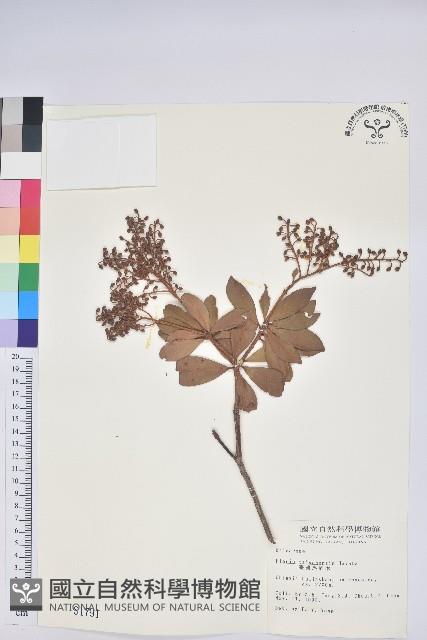 Formosa Pieris Collection Image