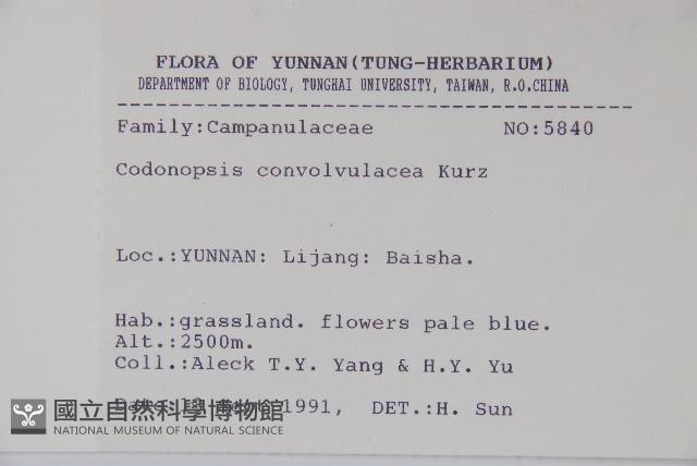 雞蛋參藏品圖，第2張