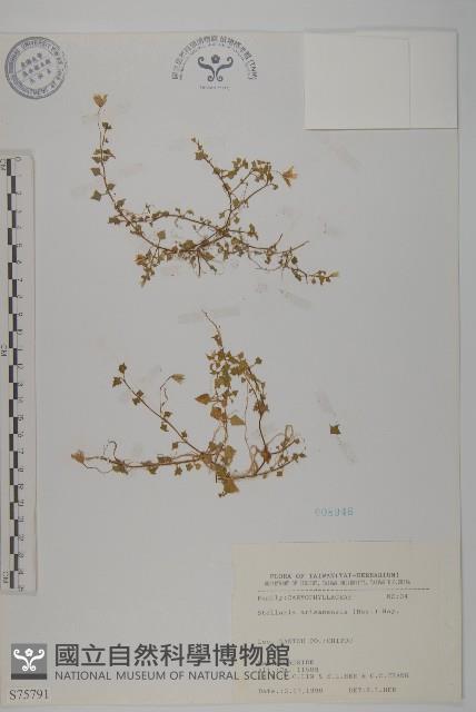 阿里山繁縷藏品圖，第1張