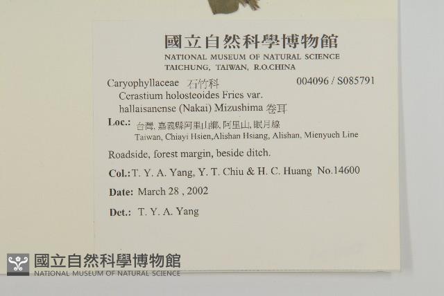 卷耳藏品圖，第2張