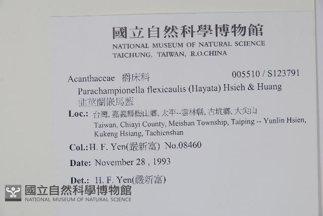 曲莖馬藍藏品圖，第2張