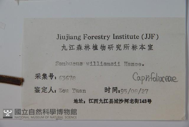 接骨木，木蒴藋藏品圖，第2張