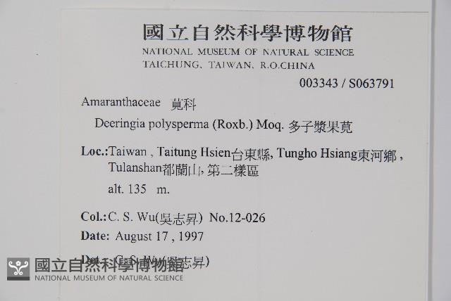 多子漿果莧藏品圖，第2張