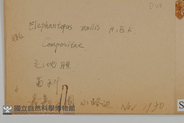 地膽草、毛蓮菜藏品圖，第2張