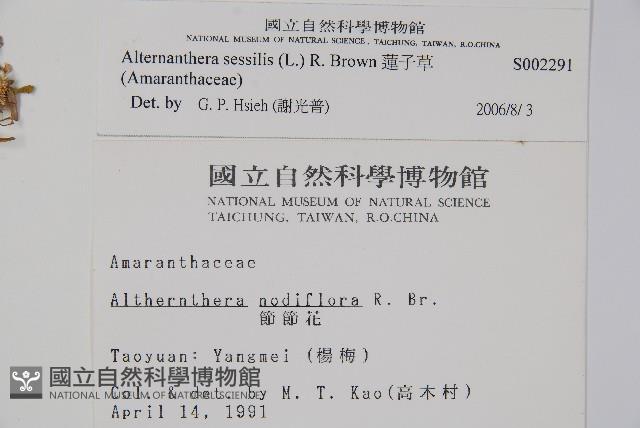 蓮子草藏品圖，第2張