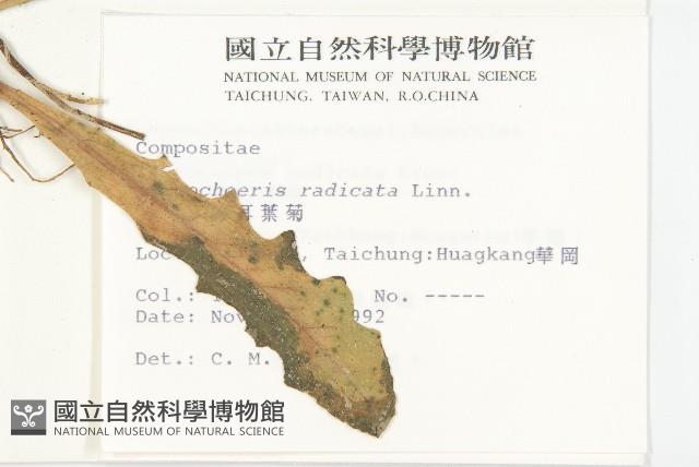 貓兒菊藏品圖，第2張