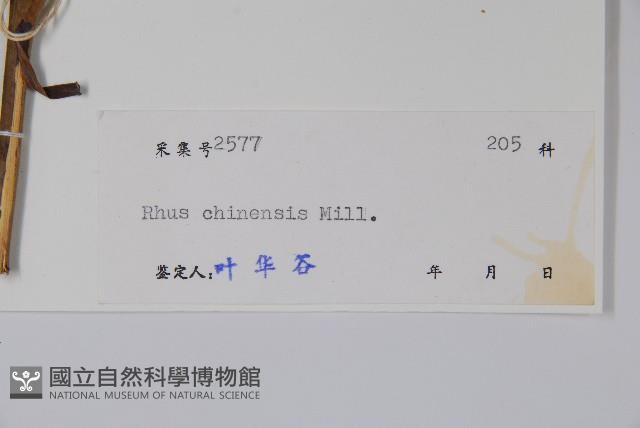 鹽膚木藏品圖，第2張