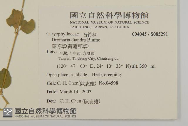 荷蓮豆草、菁芳草藏品圖，第2張