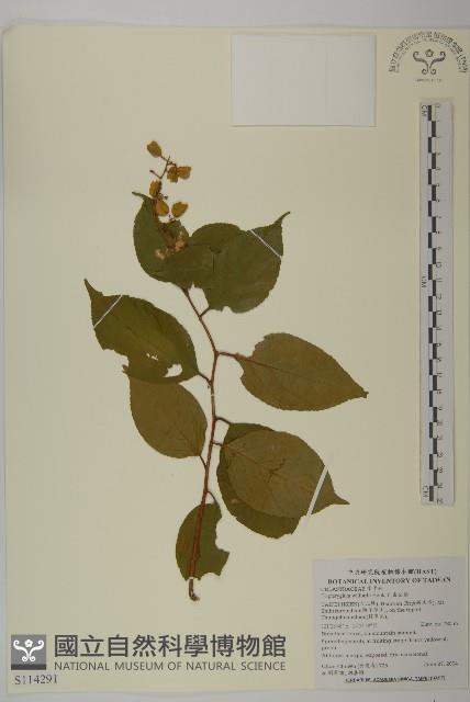 雷公藤藏品圖，第1張