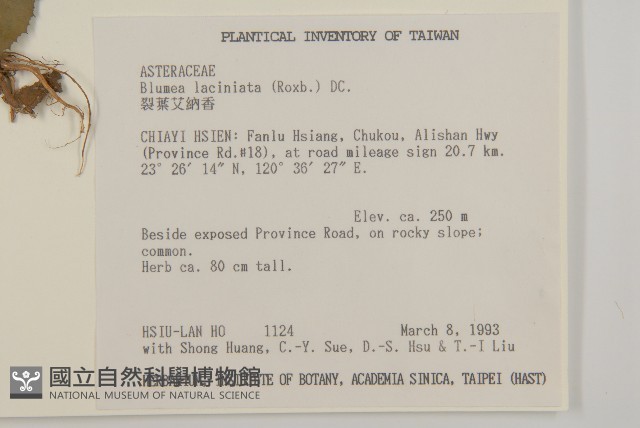 裂葉艾納香藏品圖，第2張