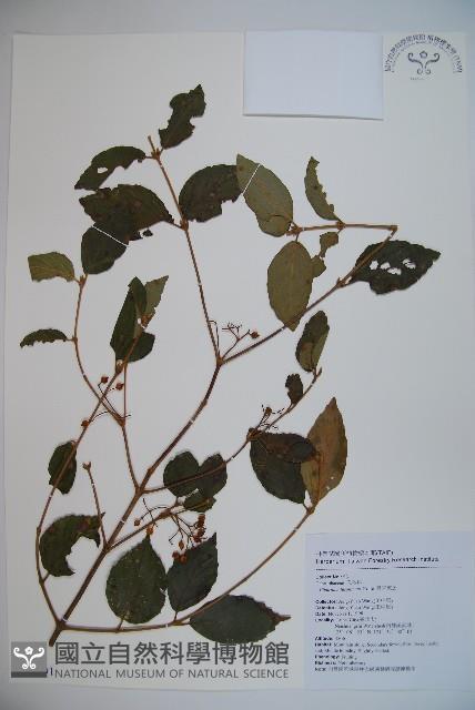 呂宋莢迷藏品圖，第1張