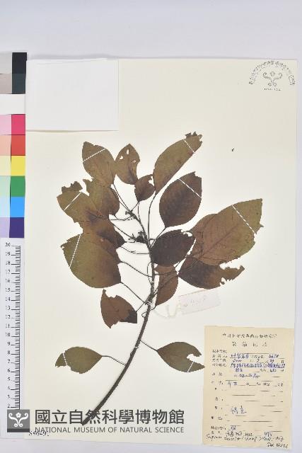 白臼藏品圖，第1張