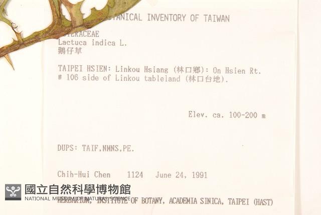 鵝仔草藏品圖，第2張