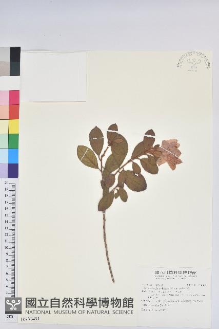 山黃麻藏品圖，第1張