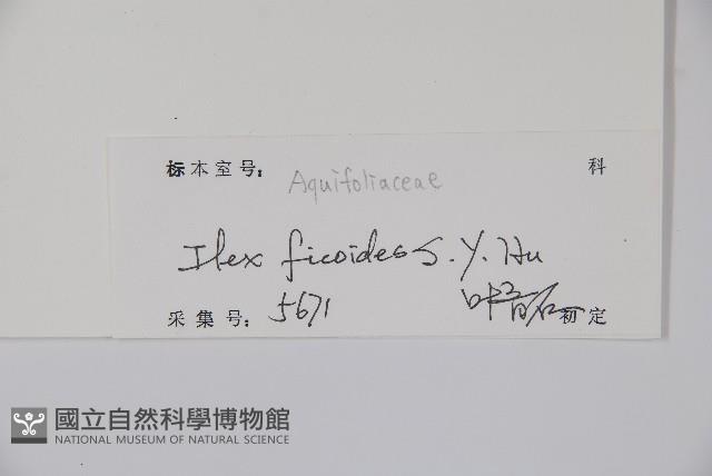 臺灣糊樗藏品圖，第2張
