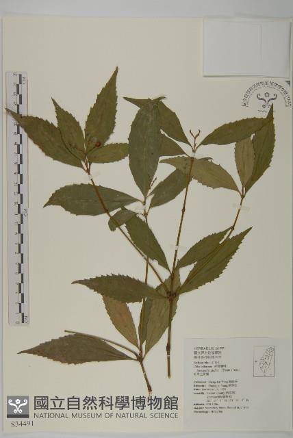 草珊瑚、紅果金粟蘭藏品圖，第1張