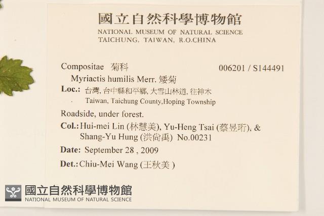 矮菊藏品圖，第2張