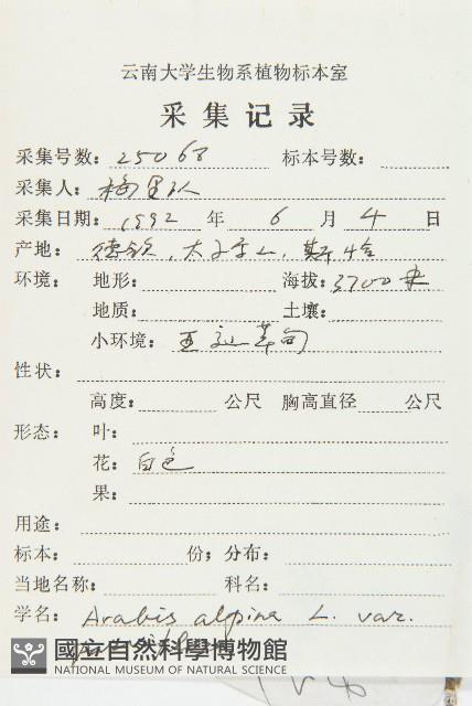 小花南芥藏品圖，第5張