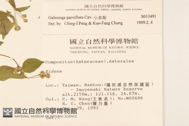 小米菊藏品圖，第2張