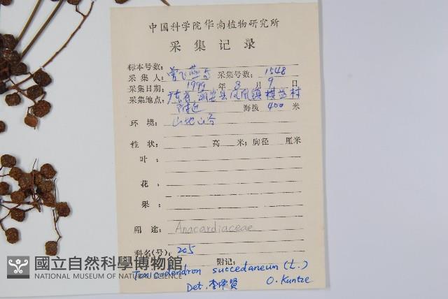 野漆、木臘樹藏品圖，第2張