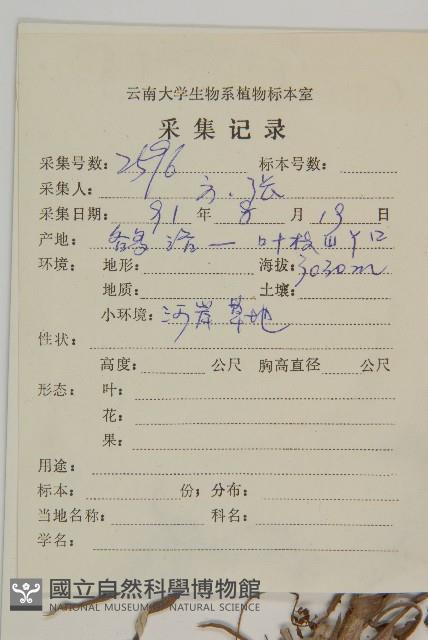 旋葉香青藏品圖，第2張