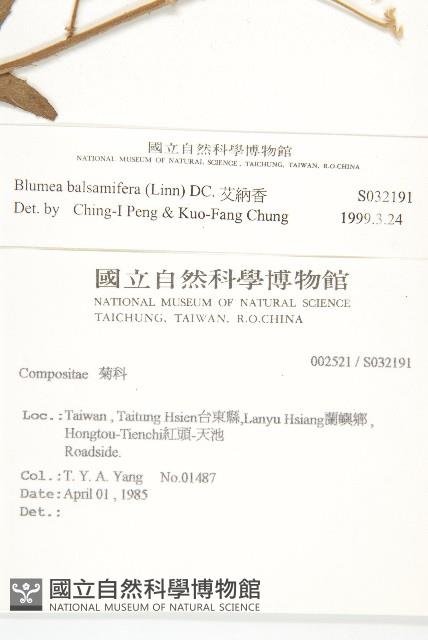 艾納香藏品圖，第2張