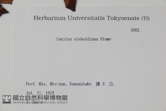 日本榛藏品圖，第2張