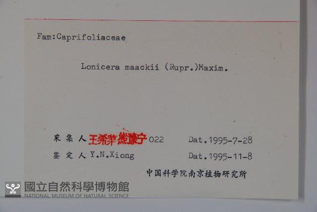 金銀忍冬藏品圖，第2張