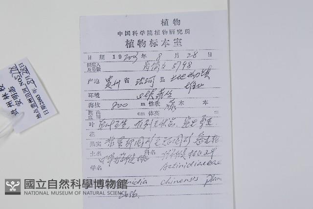 獼猴桃、奇異果藏品圖，第2張