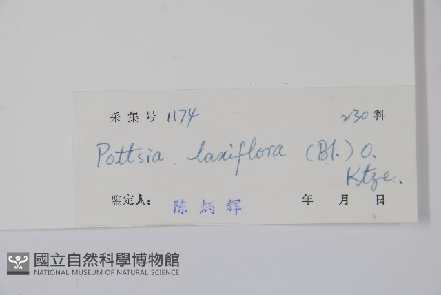 帘子藤藏品圖，第2張