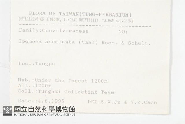 銳葉牽牛藏品圖，第2張