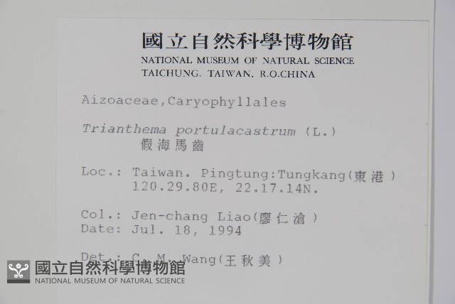 假海馬齒藏品圖，第2張
