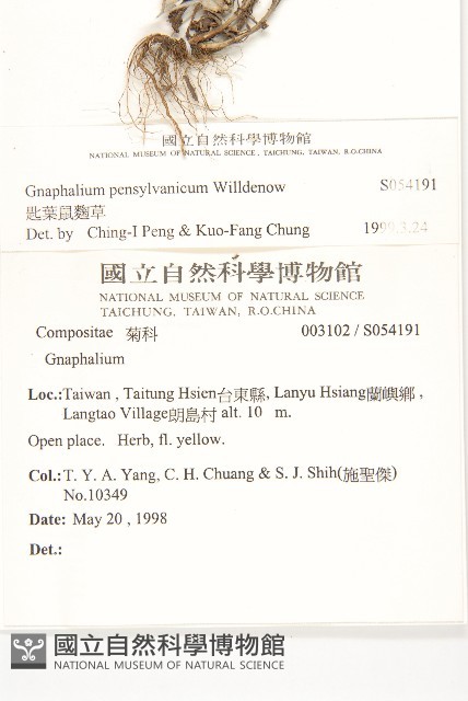 匙葉鼠麴草藏品圖，第2張