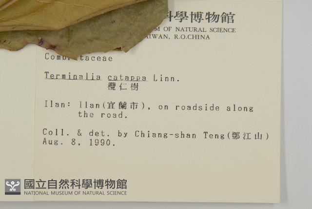 欖仁藏品圖，第2張