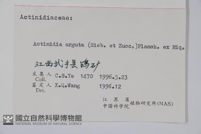 軟棗獼猴桃藏品圖，第2張