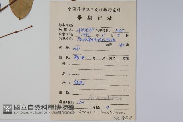 隱鱗藤藏品圖，第2張