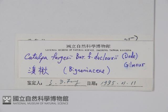 滇楸藏品圖，第2張