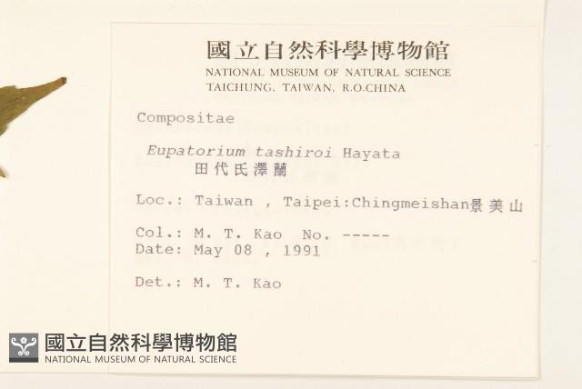 田代氏澤蘭藏品圖，第2張