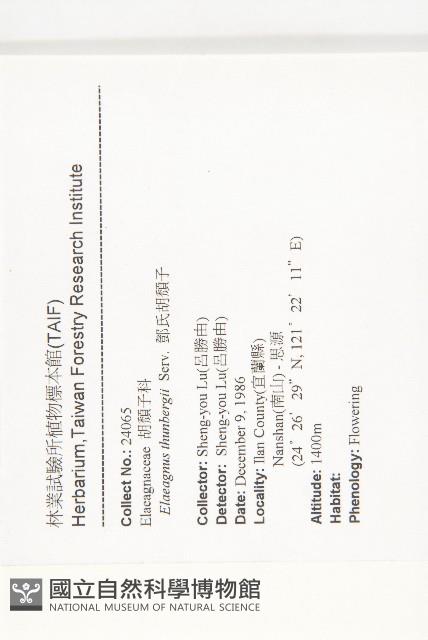 鄧氏胡頹子藏品圖，第2張