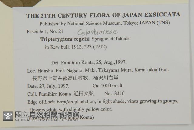 東北雷公藤藏品圖，第2張