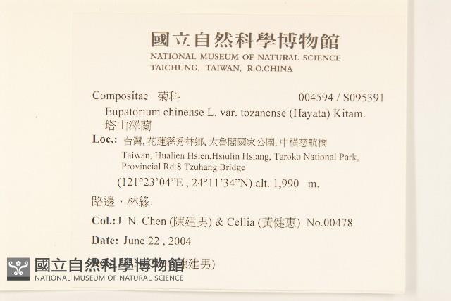 塔山澤蘭藏品圖，第2張