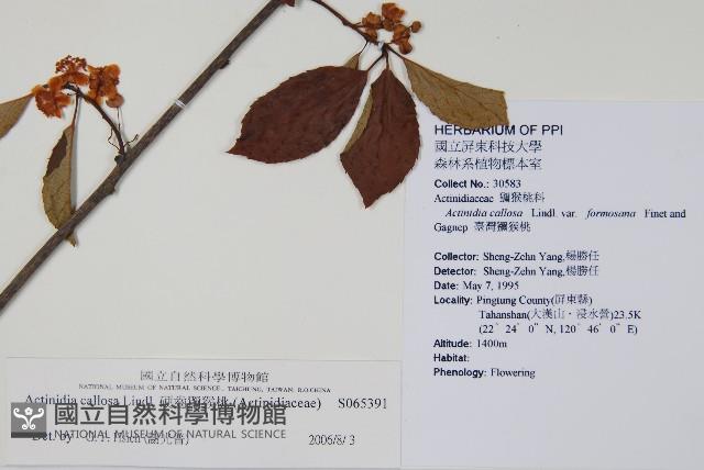 硬齒獼猴桃藏品圖，第2張