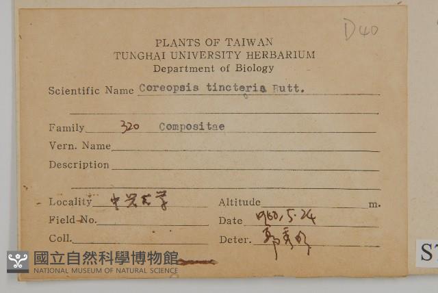 波斯菊、園庭金雞菊藏品圖，第2張