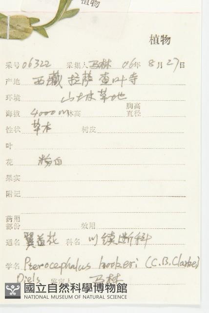 匙葉翼首花藏品圖，第2張